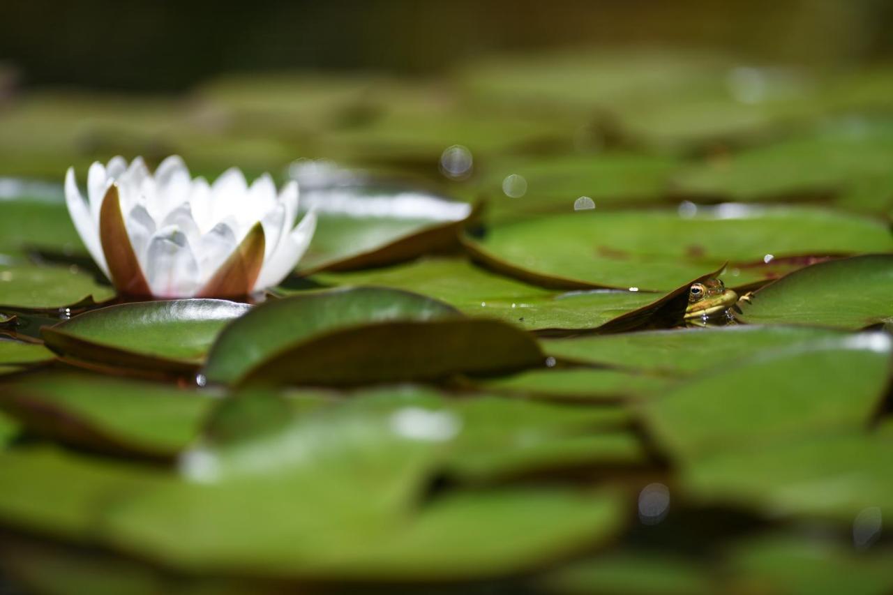 Vale Do Ninho Nature Houses Ferraria de Sao Joao Экстерьер фото